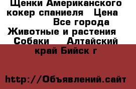 Щенки Американского кокер спаниеля › Цена ­ 15 000 - Все города Животные и растения » Собаки   . Алтайский край,Бийск г.